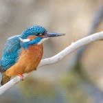Eisvogel (Alcedo atthis) Männchen