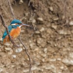Eisvogel (Alcedo atthis) Weibchen