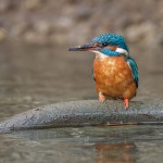 Eisvogel (Alcedo atthis) Weibchen