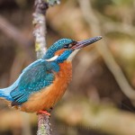 Eisvogel (Alcedo atthis) Männchen