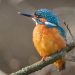 Eisvogel (Alcedo atthis) Männchen