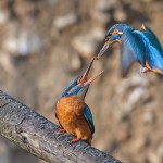 Eisvogel (Alcedo atthis) Männchen und Weibchen