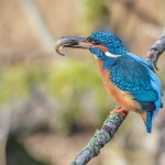 Eisvogel (Alcedo atthis) Männchen