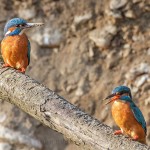 Eisvogel (Alcedo atthis) Männchen und Weibchen
