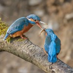 Eisvogel (Alcedo atthis) Balzfütterung