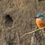 Eisvogel (Alcedo atthis) Weibchen