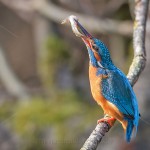 Eisvogel (Alcedo atthis) Männchen