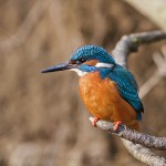 Eisvogel (Alcedo atthis) Männchen