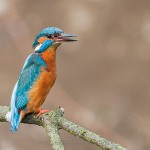 Eisvogel (Alcedo atthis) Männchen