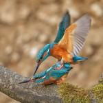Eisvogel (Alcedo atthis) bei der Paarung