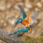 Eisvogel (Alcedo atthis) bei der Paarung