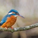 Eisvogel (Alcedo atthis) Weibchen