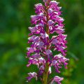 Helmknabenkraut (Orchis militaris)