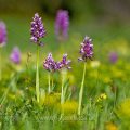 Helmknabenkraut (Orchis militaris)