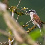 Neuntöter (Lanius collurio) Männchen