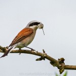 Neuntöter (Lanius collurio) Männchen mit Nistmaterial