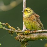 Goldammer (Emberiza citrinella) Männchen