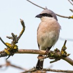 Neuntöter (Lanius collurio) Männchen