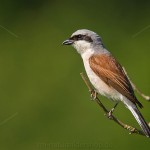 Neuntöter (Lanius collurio) Männchen