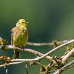 Goldammer (Emberiza citrinella) Männchen