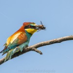 Bienenfresser (Merops apiaster)