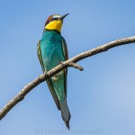 Bienenfresser (Merops apiaster)
