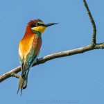 Bienenfresser (Merops apiaster)