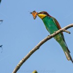 Bienenfresser (Merops apiaster)