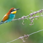 Bienenfresser (Merops apiaster)