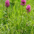 Pyramidenorchis (Anacamptis pyramidalis)