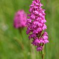 Pyramidenorchis (Anacamptis pyramidalis)