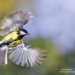 Kohlmeise (parus major)