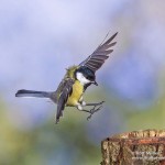 Kohlmeise (parus major)