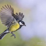 Kohlmeise (parus major)