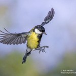 Kohlmeise (parus major)