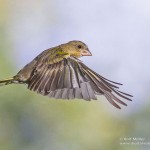 Grünfink (Carduelis chloris)