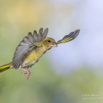 Grünfink (Carduelis chloris)