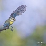 Blaumeise (Cyanistes caeruleus)