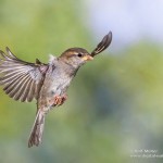 Haussperling (Passer domesticus) Weibchen
