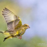 Grünfink (Carduelis chloris)