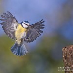 Blaumeise (Cyanistes caeruleus)