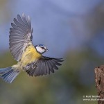 Blaumeise (Cyanistes caeruleus)