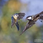 Kohlmeise (parus major)