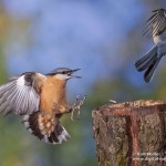 Kleiber (Sitta europaea)