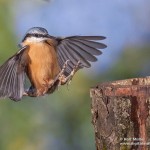 Kleiber (Sitta europaea)