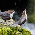 Wasseramseln (Cinclus cinclus) bei der Balz