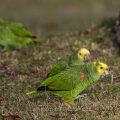 Gelbkopfamazonen (Amazona oratrix) fressen Krokusse