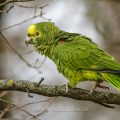 Gelbkopfamazone (Amazona oratrix)