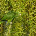 Gelbkopfamazone (Amazona oratrix) frisst Blüten der Trauerweide