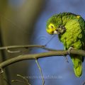 Gelbkopfamazone (Amazona oratrix) bei der Gefiederpflege